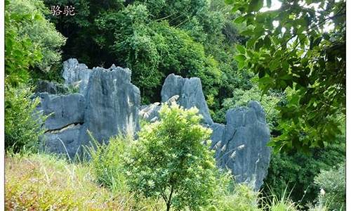 永安石林_永安石林风景区介绍