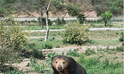 八达岭野生动物园怎么样_八达岭野生动物园