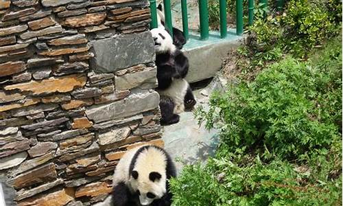 卧龙大熊猫基地旅游攻略_卧龙大熊猫基地 门票